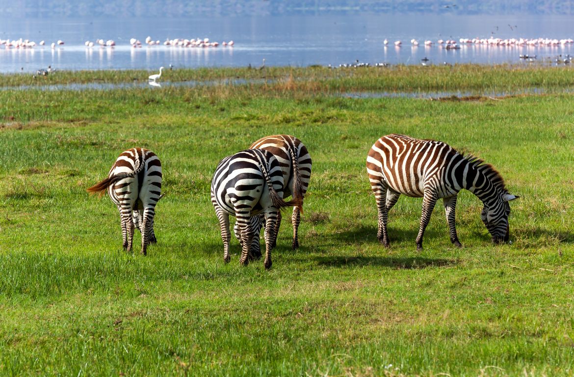 Lake Nakuru Bird Watching & Wildlife Safari, Kenya