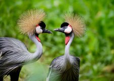 Queen Elizabeth National Park