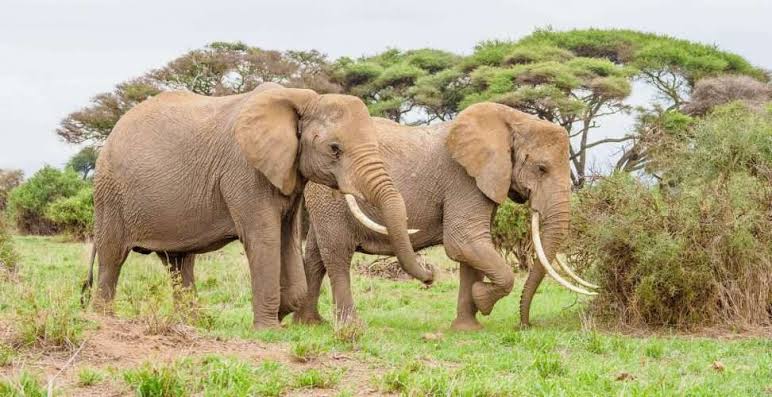 6 Days Lamu Coast & Safari Combination