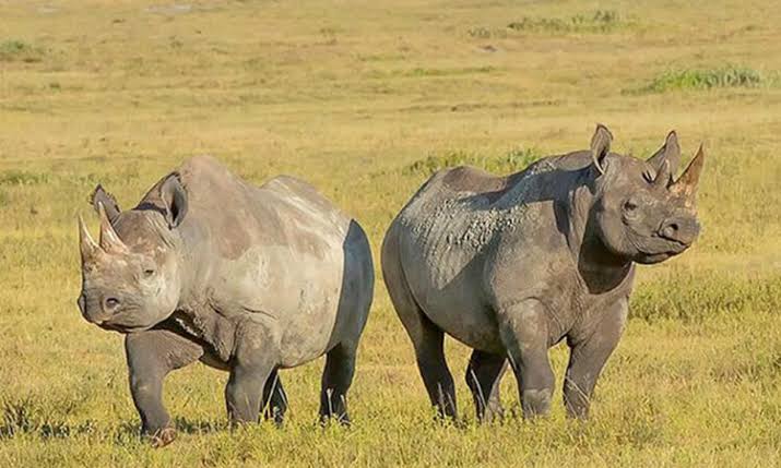 Ngorongoro Crater Game Drive, Tanzania