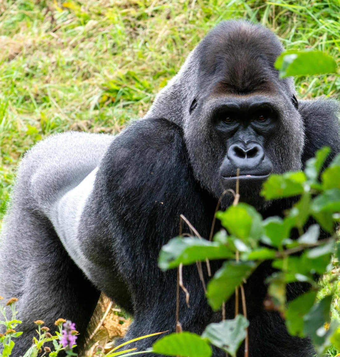 Ultimate Guide to Gorilla Trekking in Bwindi Impenetrable Forest