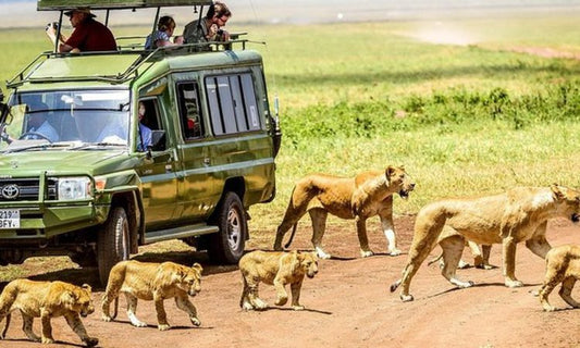 Ngorongoro Crater Game Drive, Tanzania