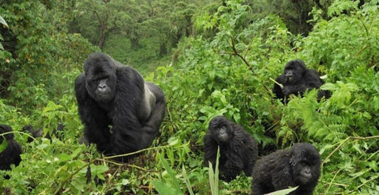 Bwindi Impenetrable National Park