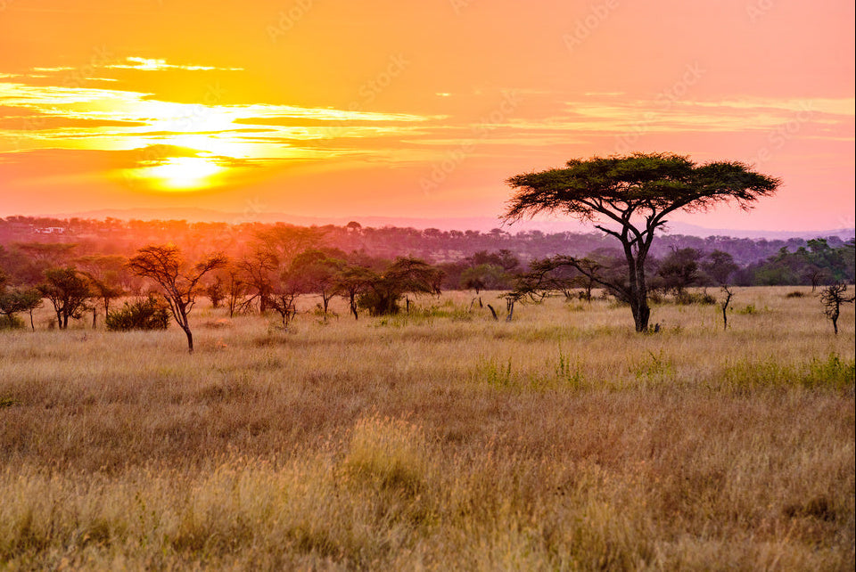 Sunset on the Savannah