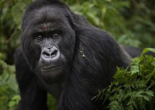 Bwindi Impenetrable National Park