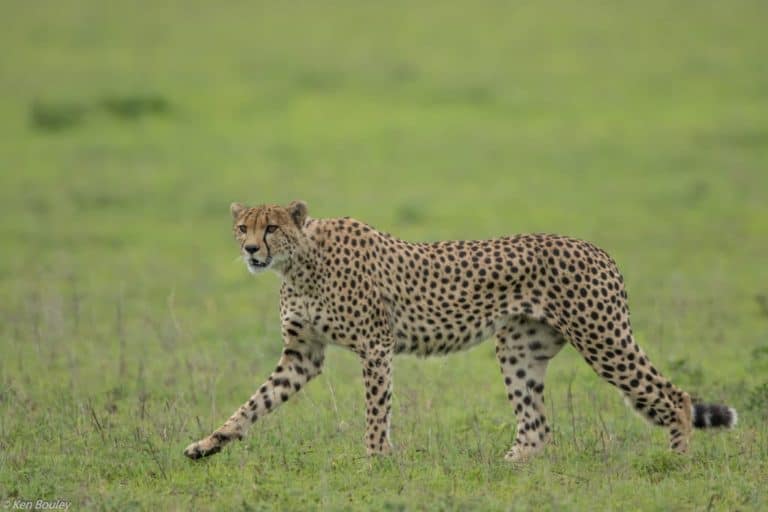 Cheetah on the Hunt
