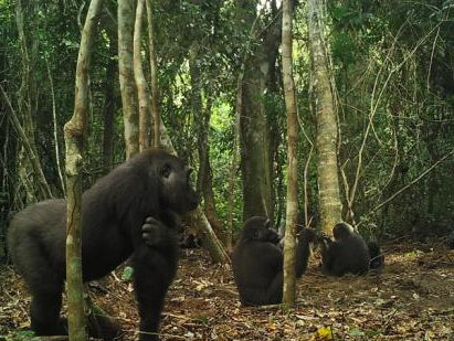 Gorilla Family Portrait
