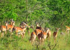 Lake Mburo National Park