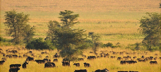 Kidepo Valley National Park