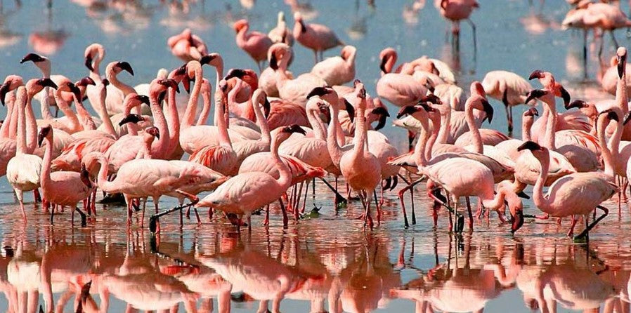 Flamingos at Lake Manyara