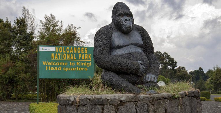 Gorilla Trekking in Rwanda – Volcanoes National Park