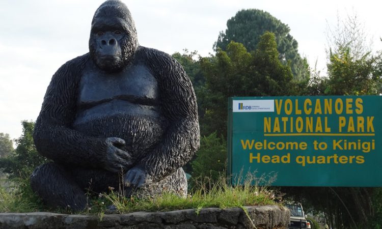 3-Day Gorilla Trekking Rwanda – Volcanoes National Park