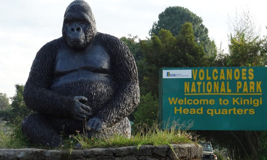 3-Day Gorilla Trekking Rwanda – Volcanoes National Park