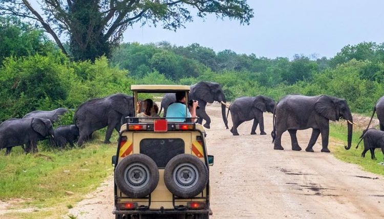 Serengeti Game Drive Safari, Tanzania