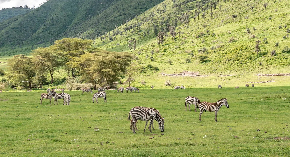 6-Day Ngorongoro Crater & Tarangire Wildlife Safari