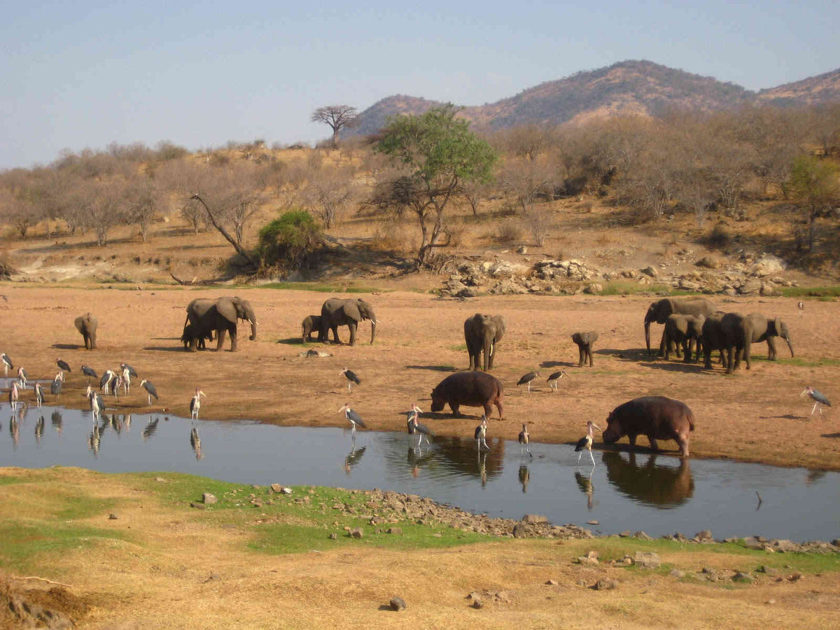 9-Day Selous & Ruaha Wilderness Safari
