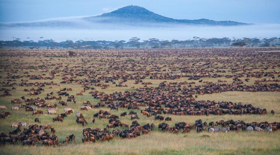 5-Day Tanzania Classic Safari – Serengeti & Ngorongoro