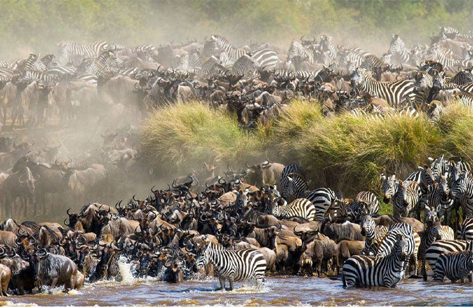 The Great Wildebeest Migration