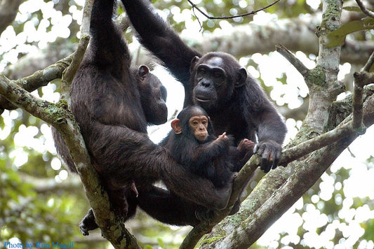 Chimpanzee Tracking in Nyungwe Forest, Rwanda