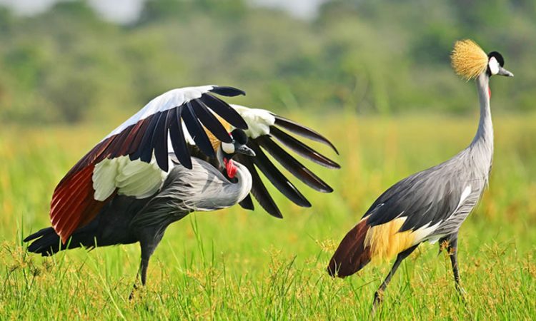 Uganda Bird Watching Safari