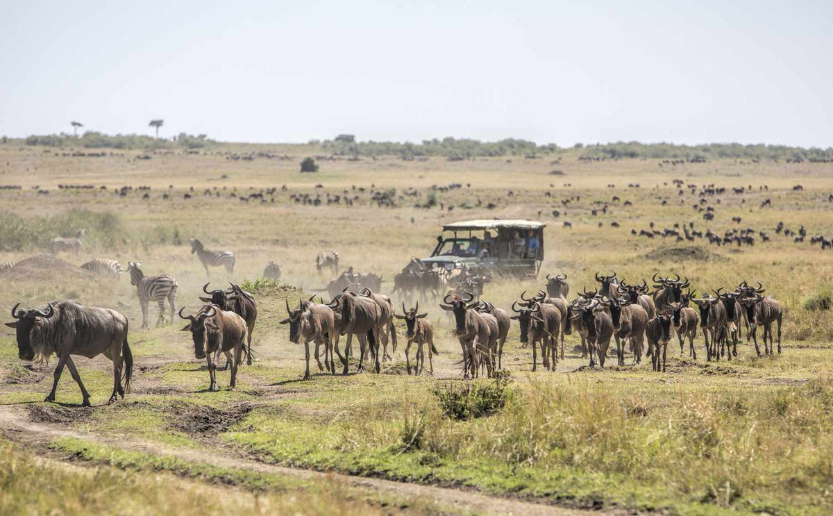 Masai Mara Game Drive Safari, Kenya