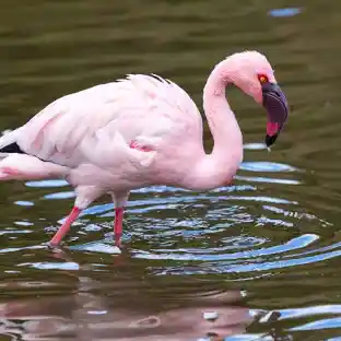 Flamingos at Lake Nakuru