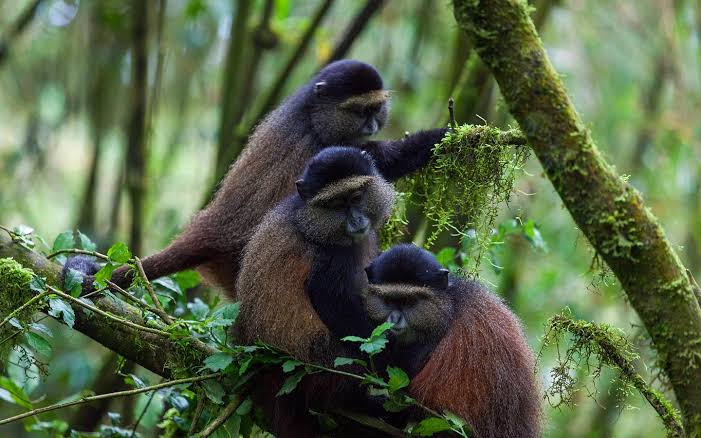 Golden Monkey Trekking Experience – Volcanoes National Park