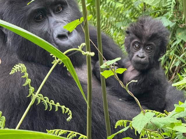 Gorilla Trek Through the Jungle
