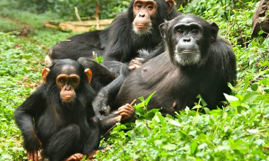 Chimpanzee Tracking in Kibale Forest