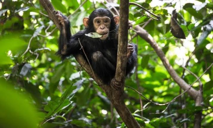 Golden Monkey Trekking