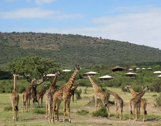 Masai Mara Game Drive Safari, Kenya