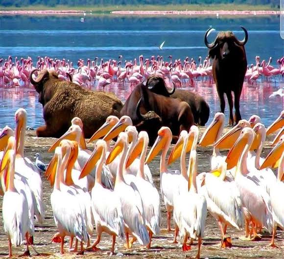 Lake Nakuru Bird Watching & Wildlife Safari, Kenya