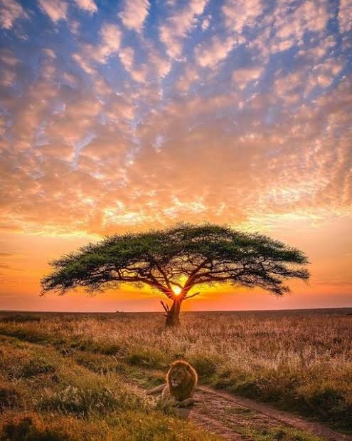 Maasai Mara at Sunrise