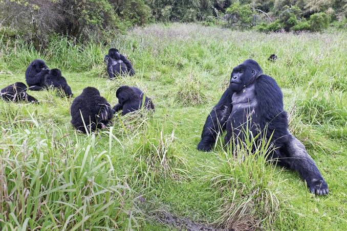 Mountain Gorillas in the Mist