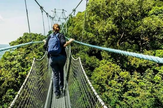 Nyungwe Forest Canopy Walk