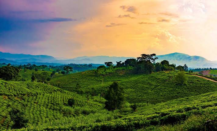 Rwanda Rolling Hills