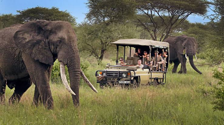 Amboseli Elephants