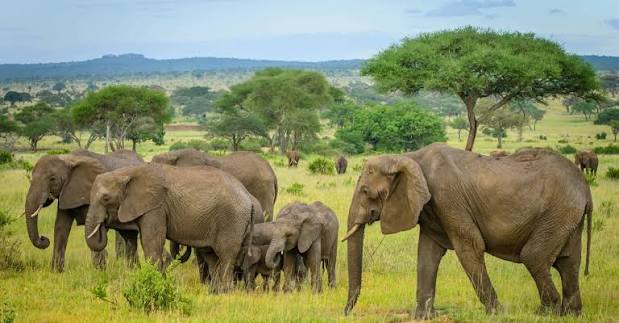 Elephants in Tarangire