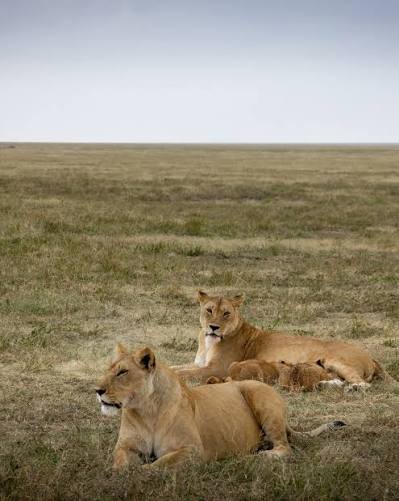 Lion Pride on the Plains