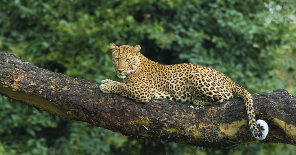 Leopard in the Acacia