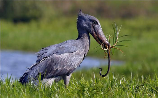 Uganda Bird Watching Safari